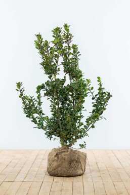Ilex × meserveae 'Blue Prince' 100-125 cm