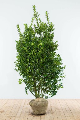Ilex à meserveae 'Blue Prince' BlÄ jÀrnek hÀck 175-200 rotboll Ilex à meserveae 'Blue Prince' 175-200 cm