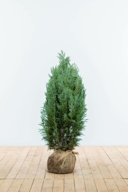 Chamaecyparis lawsoniana 'Columnaris Glauca' Ädelcypress häck 60-80 rotboll Chamaecyparis lawsoniana 'Columnaris Glauca' 60-80 cm