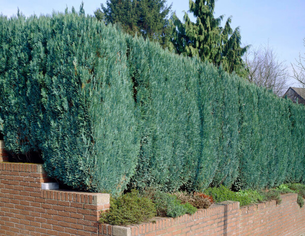 Chamaecyparis lawsoniana 'Columnaris Glauca' Ädelcypress häck 60-80 rotboll Chamaecyparis lawsoniana 'Columnaris Glauca' 60-80 cm