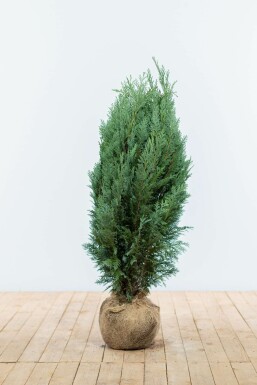 Chamaecyparis lawsoniana 'Columnaris Glauca' Ädelcypress häck 80-100 rotboll Chamaecyparis lawsoniana 'Columnaris Glauca' 80-100 cm