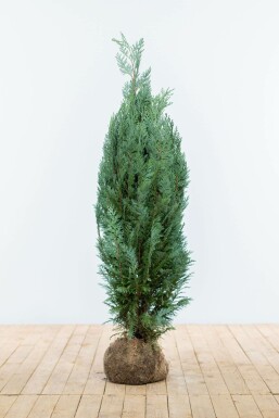 Chamaecyparis lawsoniana 'Columnaris Glauca' Ädelcypress häck 100-120 rotboll Chamaecyparis lawsoniana 'Columnaris Glauca' 100-120 cm