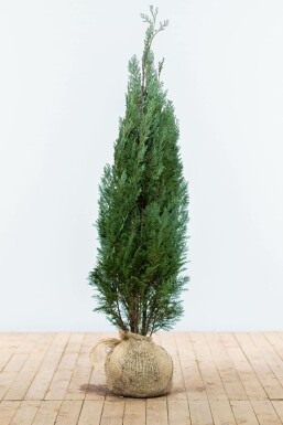 Chamaecyparis lawsoniana 'Columnaris Glauca' Ädelcypress häck 120-140 rotboll Chamaecyparis lawsoniana 'Columnaris Glauca' 120-140 cm