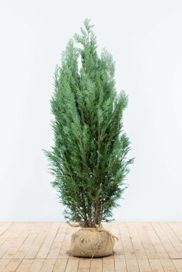 Chamaecyparis lawsoniana 'Columnaris Glauca' Ädelcypress häck 140-160 rotboll Chamaecyparis lawsoniana 'Columnaris Glauca' 140-160 cm