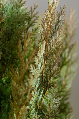 Chamaecyparis lawsoniana 'Columnaris Glauca' 140-160 cm