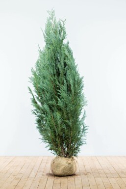 Chamaecyparis lawsoniana 'Columnaris Glauca' Ädelcypress häck 160-180 rotboll Chamaecyparis lawsoniana 'Columnaris Glauca' 160-180 cm