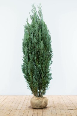 Chamaecyparis lawsoniana 'Columnaris Glauca' Ädelcypress häck 180-200 rotboll Chamaecyparis lawsoniana 'Columnaris Glauca' 180-200 cm