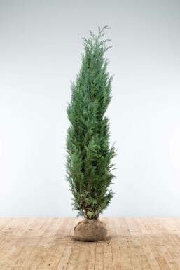 Chamaecyparis lawsoniana 'Columnaris Glauca' Ädelcypress häck 200-225 rotboll Chamaecyparis lawsoniana 'Columnaris Glauca' 200-225 cm