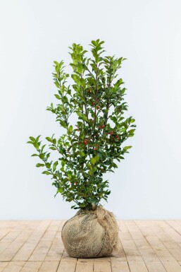 Ilex × meserveae 'Heckenfee' Blå järnek häck 60-80 rotboll