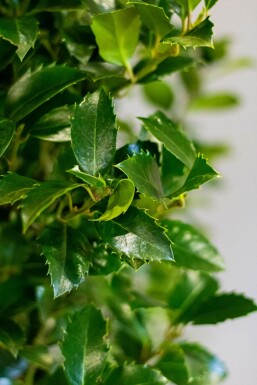 Ilex × meserveae 'Heckenfee' 60-80 cm