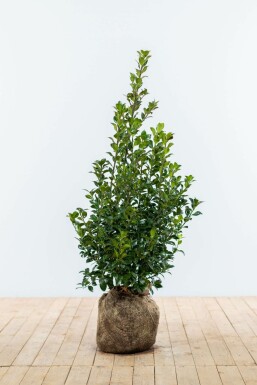 Ilex × meserveae 'Heckenfee' Blå järnek häck 80-100 rotboll