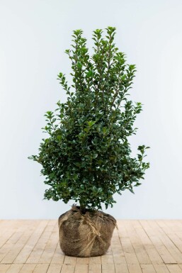 Ilex × meserveae 'Heckenfee' Blå järnek häck 100-125 rotboll