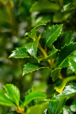 Ilex × meserveae 'Heckenfee' 100-125 cm