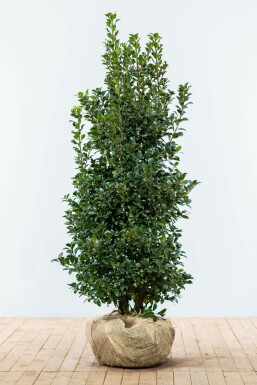 Ilex × meserveae 'Heckenfee' Blå järnek häck 125-150 rotboll