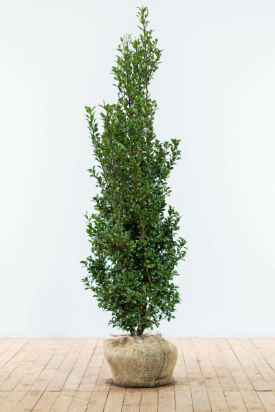 Ilex × meserveae 'Heckenfee' 150-175 cm