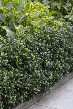 Ilex × meserveae 'Heckenpracht' 100-125 cm