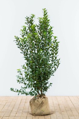 Ilex × meserveae 'Heckenpracht' 125-150 cm