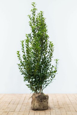 Ilex à meserveae 'Heckenpracht' BlÄ jÀrnek hÀck 150-175 rotboll Ilex à meserveae 'Heckenpracht' 150-175 cm