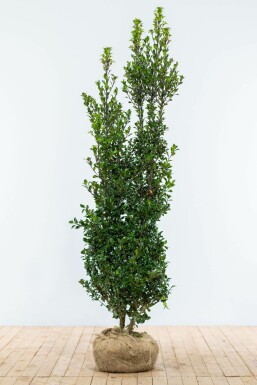 Ilex à meserveae 'Heckenpracht' BlÄ jÀrnek hÀck 175-200 rotboll Ilex à meserveae 'Heckenpracht' 175-200 cm
