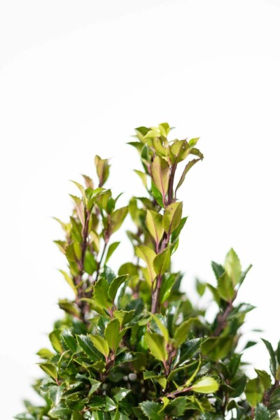 Ilex × meserveae 'Heckenpracht' 175-200 cm
