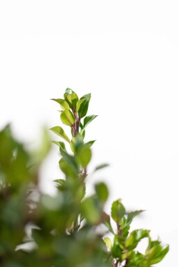 Ilex × meserveae 'Heckenpracht' 175-200 cm