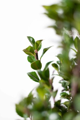 Ilex × meserveae 'Heckenpracht' 175-200 cm