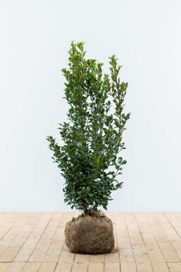 Ilex × meserveae 'Heckenstar' Blå järnek häck 60-80 rotboll Ilex × meserveae 'Heckenstar' 60-80 cm