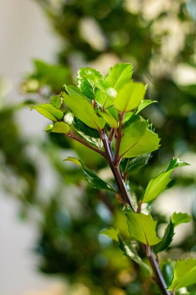 Ilex × meserveae 'Heckenstar' Blå järnek häck 60-80 rotboll Ilex × meserveae 'Heckenstar' 60-80 cm