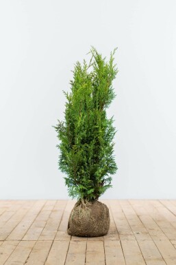 Chamaecyparis lawsoniana 'Ivonne' Guldcypress häck 60-80 rotboll Chamaecyparis lawsoniana 'Ivonne' 60-80 cm