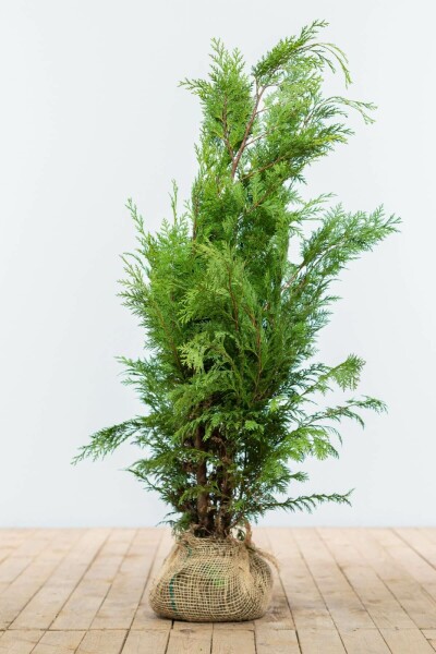Chamaecyparis lawsoniana 'Ivonne' 80-100 cm