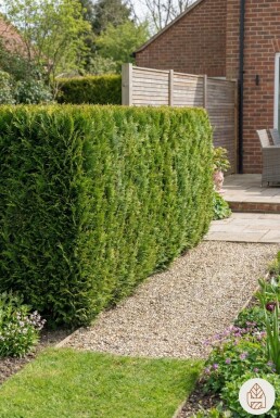 Chamaecyparis lawsoniana 'Ivonne' 80-100 cm