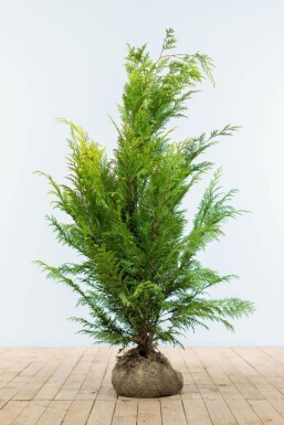 Chamaecyparis lawsoniana 'Ivonne'