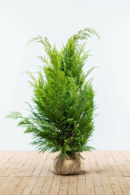 Chamaecyparis lawsoniana 'Ivonne'