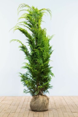 Chamaecyparis lawsoniana 'Ivonne'