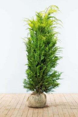 Chamaecyparis lawsoniana 'Ivonne' Guldcypress häck 160-180 rotboll Chamaecyparis lawsoniana 'Ivonne' 160-180 cm