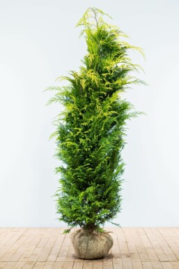 Chamaecyparis lawsoniana 'Ivonne' Guldcypress häck 180-200 rotboll Chamaecyparis lawsoniana 'Ivonne' 180-200 cm