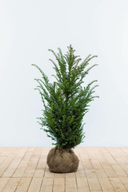 Taxus baccata Idegran häck 60-80 rotboll