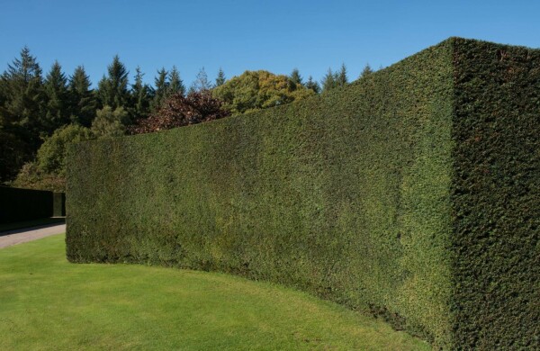 Taxus baccata 60-80 cm