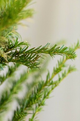 Taxus baccata 60-80 cm