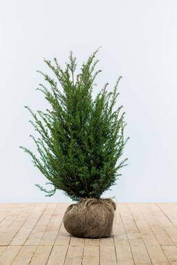 Taxus baccata Idegran häck 80-100 rotboll