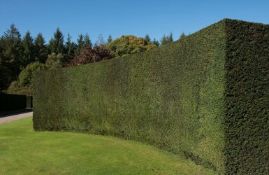 Taxus baccata 100-120 cm