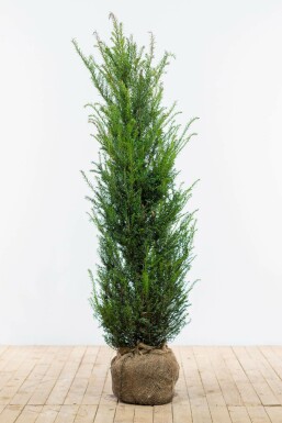 Taxus baccata Idegran häck 120-140 rotboll