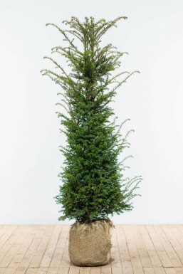 Taxus baccata Idegran häck 140-160 rotboll