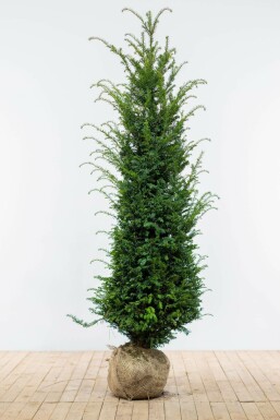 Taxus baccata Idegran häck 160-180 rotboll