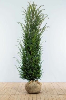 Taxus baccata Idegran häck 180-200 rotboll