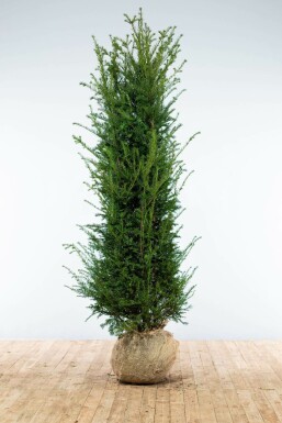 Taxus baccata Idegran häck 200-225 rotboll