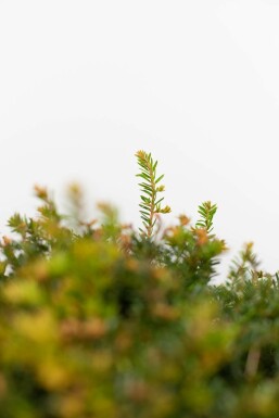 Taxus baccata klot 150 cm C500