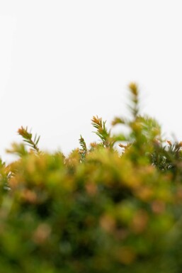 Taxus baccata klot 150 cm C500