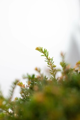 Taxus baccata klot 150 cm C500