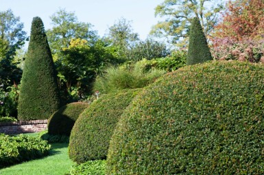 Taxus baccata klot 150 cm C500